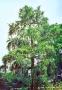 Amsterdam Hortus Botanicus